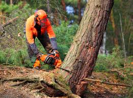 Best Tree Removal  in Wolfe City, TX